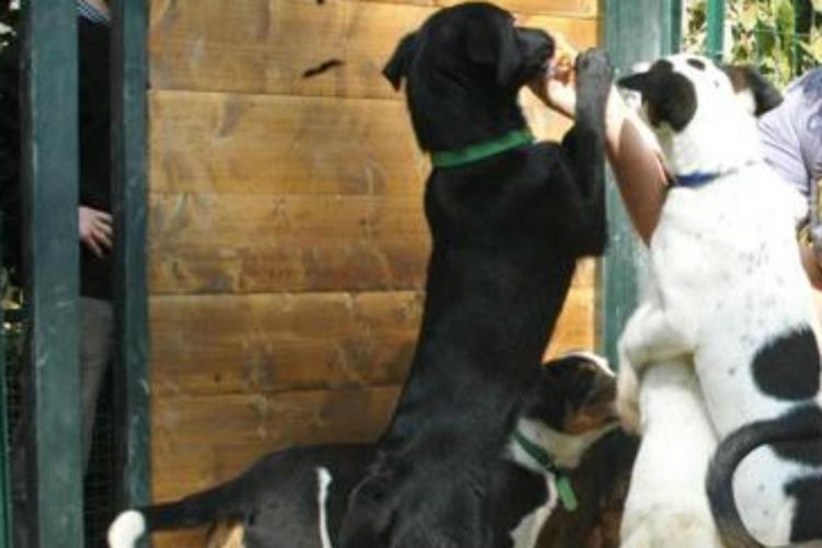 Vive in casa con 37 cani: 54enne denunciata e animali sequestrati