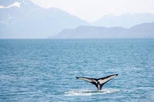 Meno balene uccise dalle reti, ma la minaccia resta