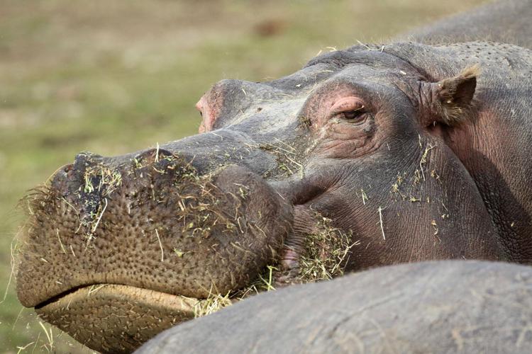 Fiumicino, la Finanza intercetta un maxi-traffico di animali e piante in via di estinzione