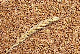 Confagricoltura: “Non si usi il grano ucraino per speculare al ribasso sui prezzi”