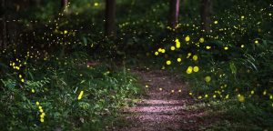 Blera – Lucciole e magia, sacro e profano: la notte delle streghe