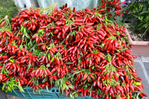 Rieti – La Fiera del peperoncino ritorna in centro. Oltre 150 stand e 500 varietà da tutto il mondo