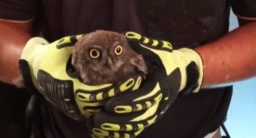 Roma: civetta ferita rischia di essere investita su viale della Moschea, salvata dalla Polizia Locale