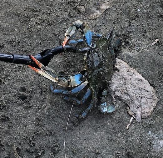 Ladispoli, bambini giocano in spiaggia e incontrano un granchio blu gigante. L’esperto: “Incredibile”
