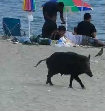 Cinghiale morde donna in spiaggia: “Non avevo fatto nulla per infastidirlo”