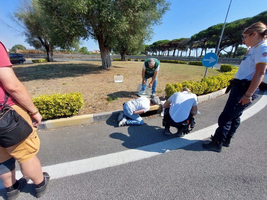 Ladispoli, la rotatoria diventa il rifugio di mamma gatta e dei suoi cuccioli