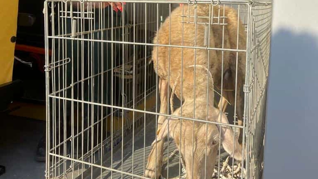 Da Viterbo a Pisa: pecora a passeggio sulla litoranea