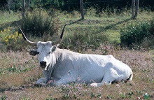 Lazio – Tutela della biodiversità, audizione sul piano per la tutela delle risorse genetiche