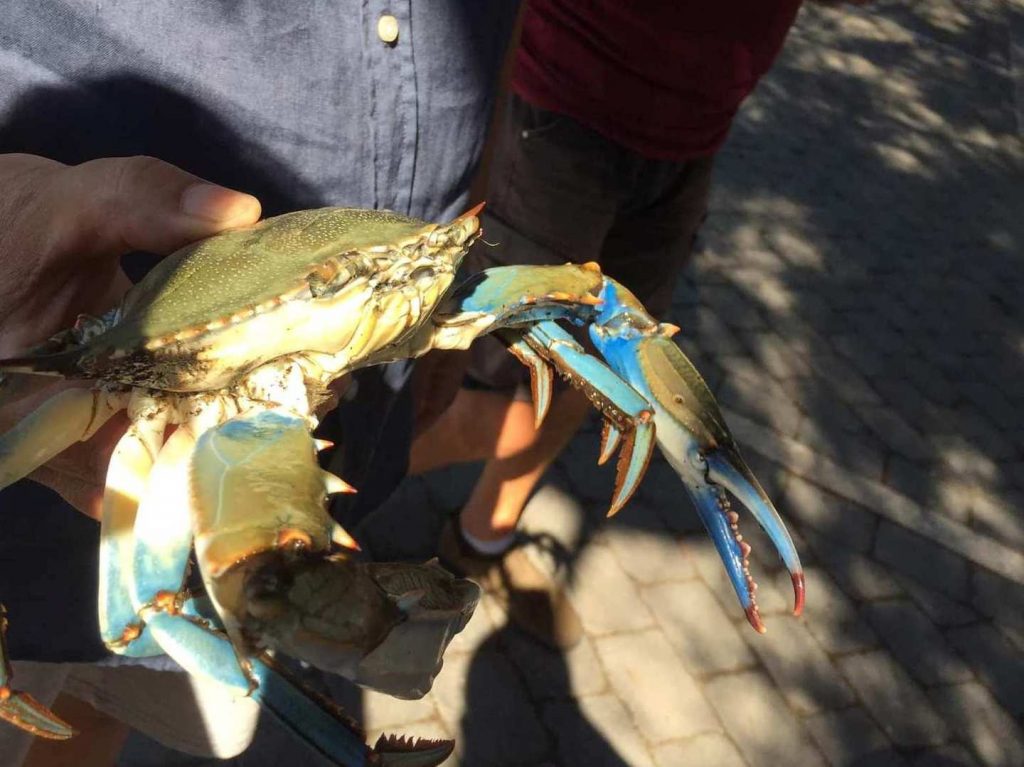 Ladispoli, trovati altri granchi blu a Porto Pidocchio