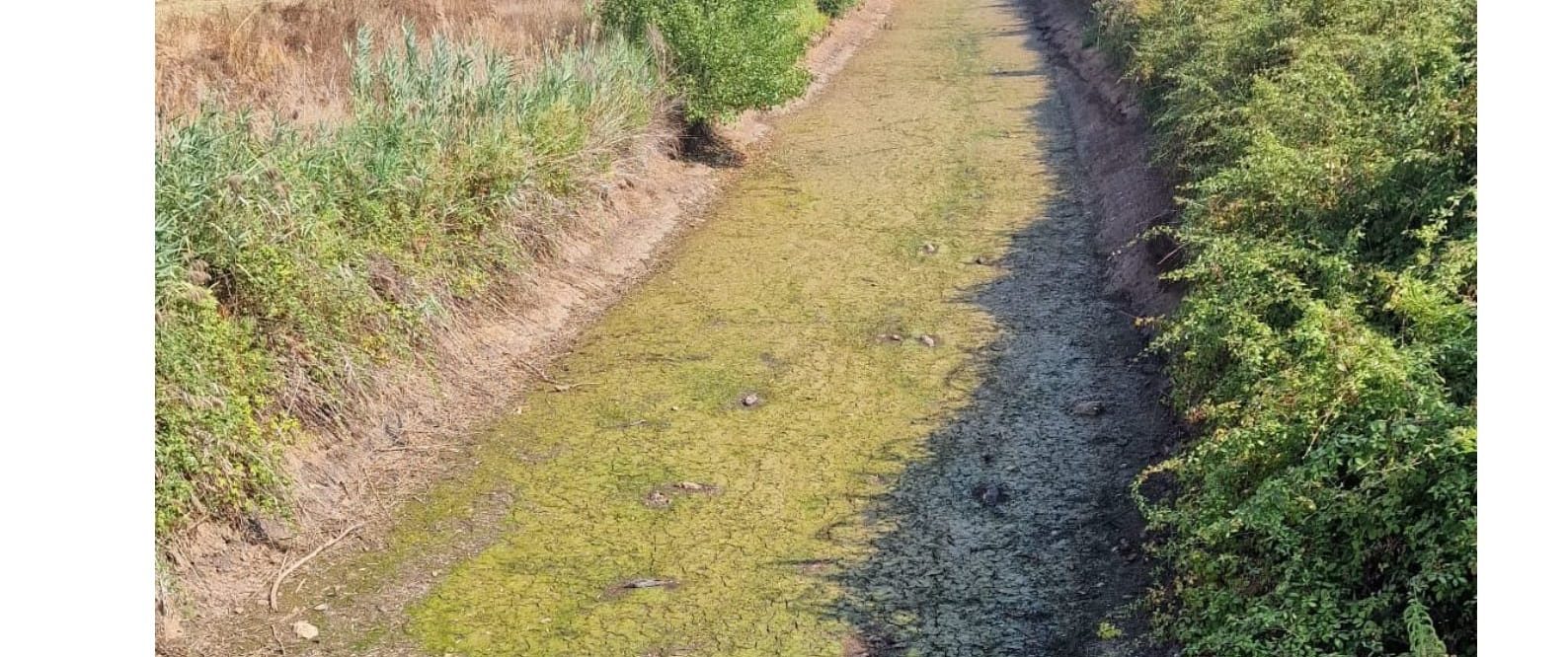 Siccità nell’Agro Pontino: Fiume Sisto prosciugato e animali morti