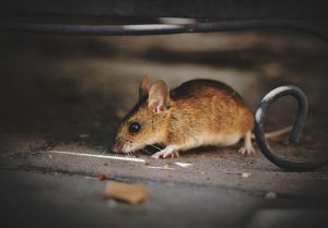Bestiario di Roma sempre più ricco: dopo i cinghiali ecco i topi all’ospedale S.Andrea