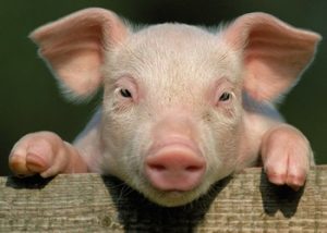 Roma – La Sfattoria degli Ultimi. Giannini (Lega): Zingaretti eviti mattanza di 140 animali sani