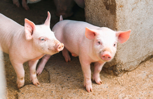 Ricorso al Tar per la Sfattoria degli Ultimi: “Non abbatteremo i nostri animali”