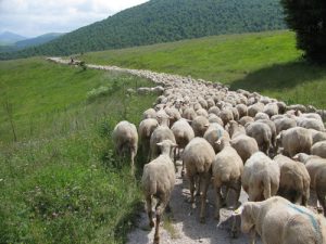 Coldiretti, al via transumanza per quasi mezzo milione di pecore