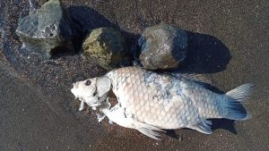 Montefiascone – Il grande caldo uccide i pesci del Lago