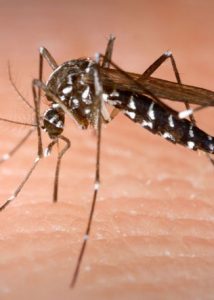 Cerveteri, è guerra alle zanzare: partito ieri sera il ciclo straordinario di disinfestazione