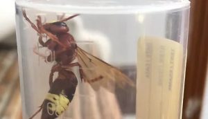 Ladispoli, avvistate in città le prime vespe orientalis