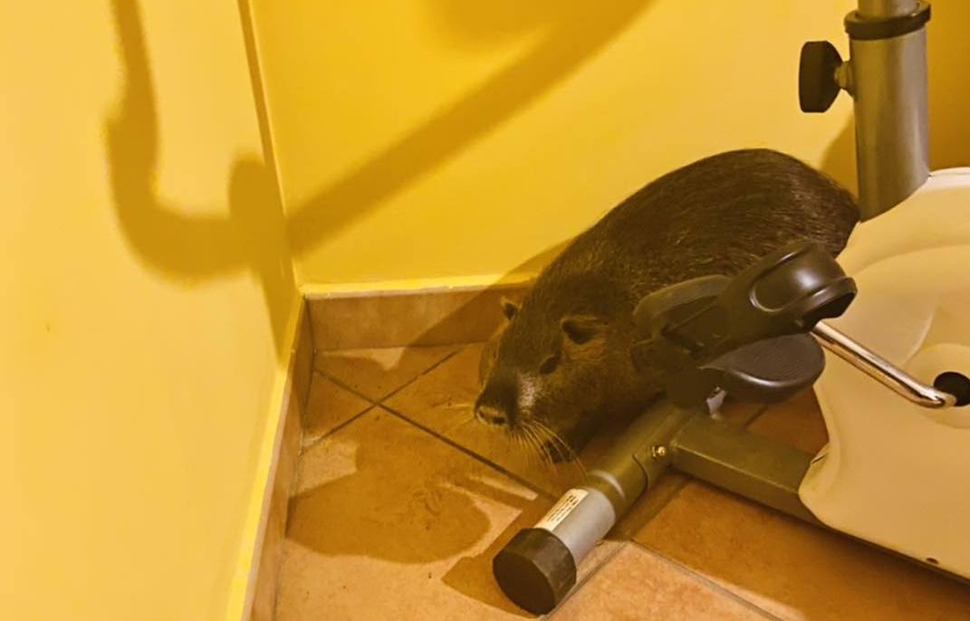 Cerveteri, torna a casa e trova una nutria di 10 kg sotto il divano
