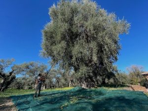 Coldiretti e Unaprol: Allarme oliveti abbandonati. Sos alberi storici