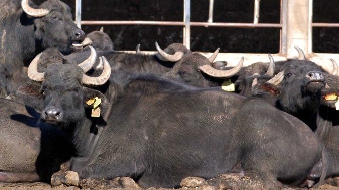 Coldiretti Lazio, bufala mediterranea e nuove frontiere di selezione