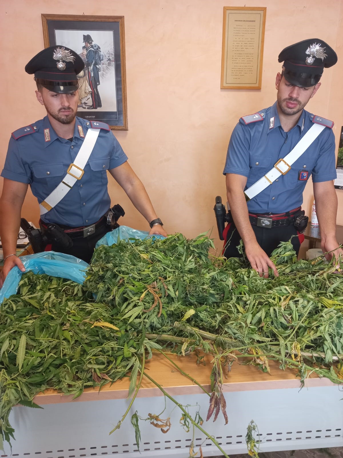 Colleferro, sequestrate 3 piante di mariujana da 24 kg