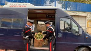 Cerveteri – Padre e figlio coltivavano marijuana, arrestati dai carabinieri