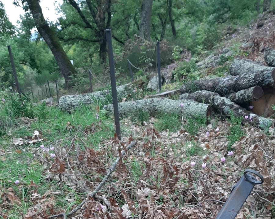 A Rieti il corso di operatore forestale, si parte il 31 gennaio