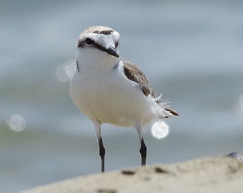 Ladispoli, i fratini non vogliono lasciare Torre Flavia