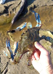Ladispoli, il granchio blu depone le uova nella palude: ecosistema a rischio