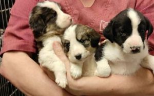 Ladispoli, salvati tre cuccioli abbandonati: ora i cagnolini cercano casa