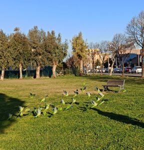 Ladispoli, l’invasione dei pappagalli continua