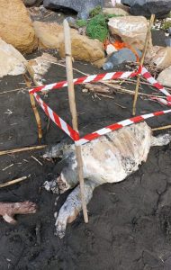 Ladispoli, esemplare di caretta caretta trovato senza vita sulla spiaggia
