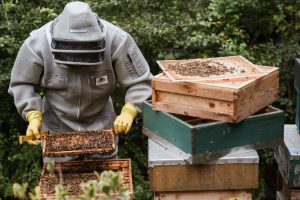 Lazio – Agricoltura, Onorati: “Oltre 2,5 milioni di euro per gli apicoltori del Lazio”