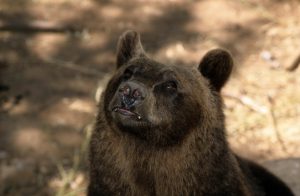 Vicalvi – Orso a spasso per le vie del piccolo borgo della ciociaria