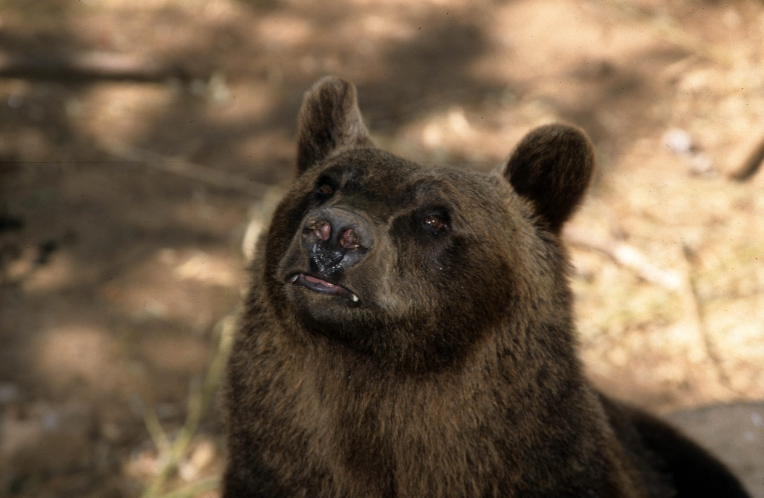 Vicalvi – Orso a spasso per le vie del piccolo borgo della ciociaria