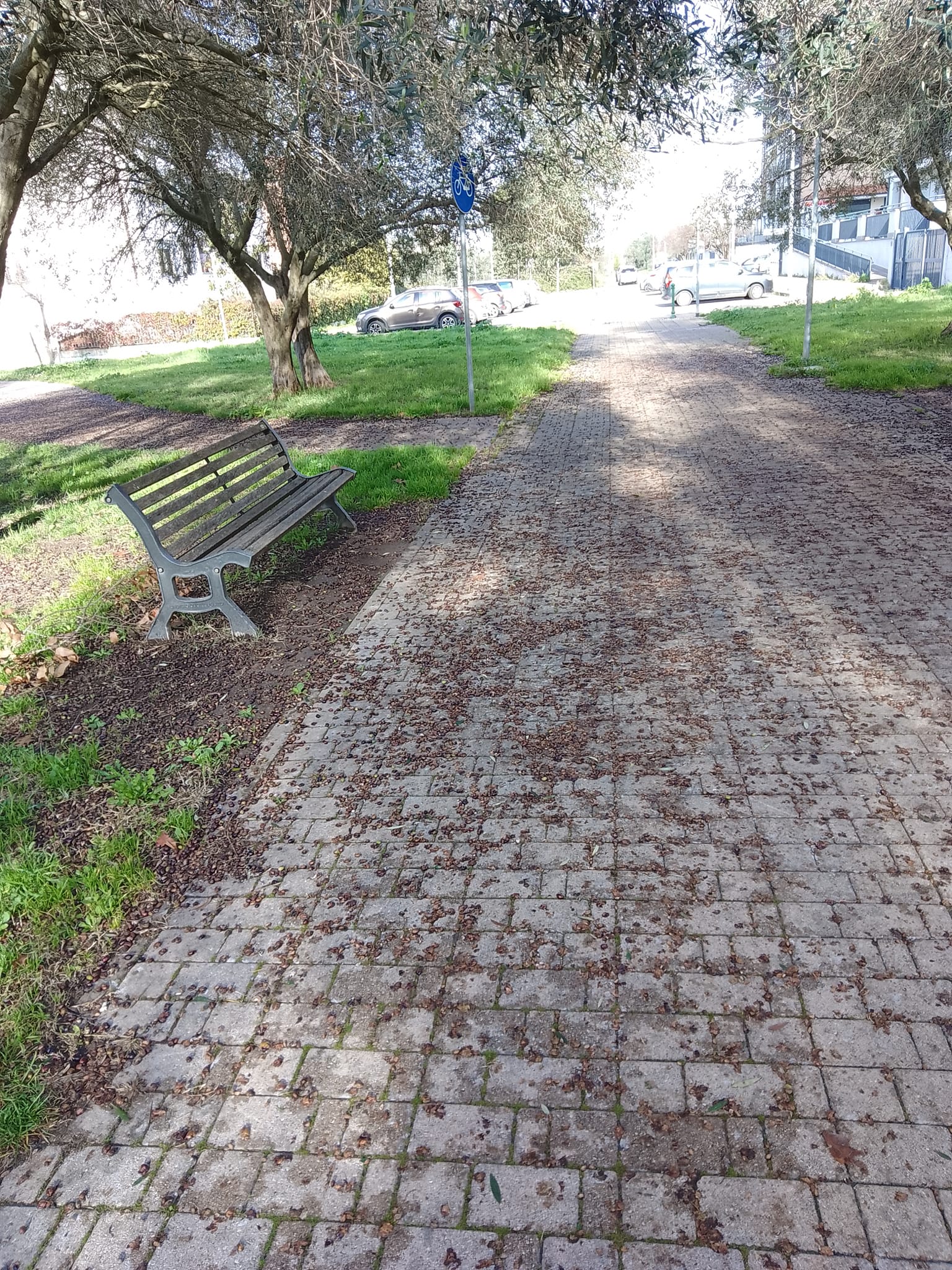 Al quartiere di Santa Barbara a Viterbo “diluvio” di migliaia di olive