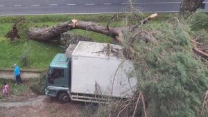 Acquapendente – Pino mediterraneo crolla su camion, tragedia sfiorata