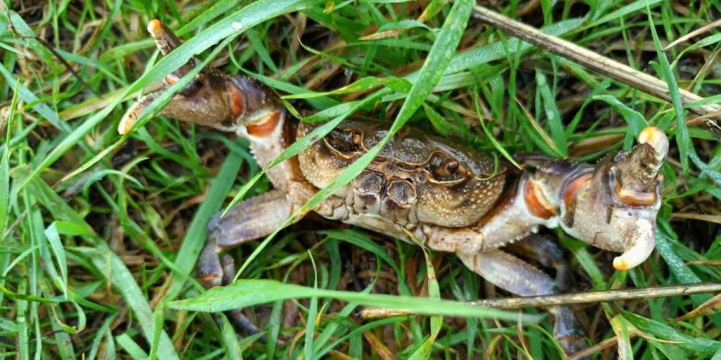Ladispoli, continua l’invasione dei granchi blu: ora risalgono il fiume Sanguinara