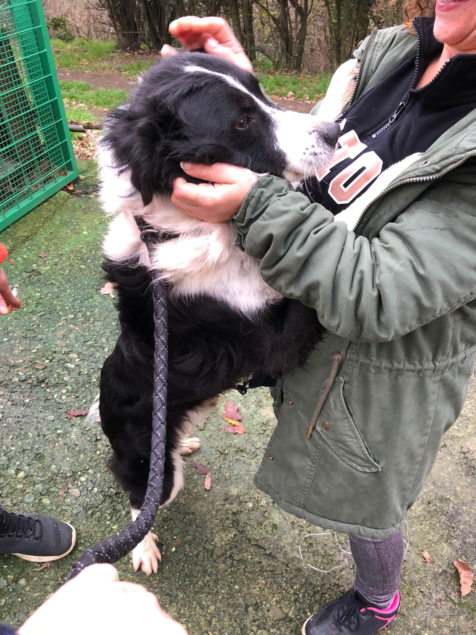 Si moltiplicano le proteste per il canile di Montefiascone “revocato” ai volontari