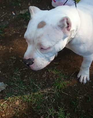 Roma – Tagliarono orecchie ai cani, tutti condannati