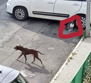 Civitavecchia, paura a San Liborio: pitbull si aggira per le vie del quartiere