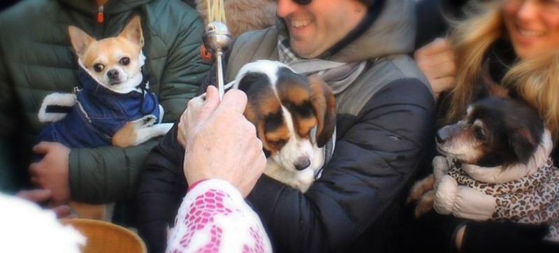 L’importanza degli animali nella Bibbia, creati prima dell’uomo