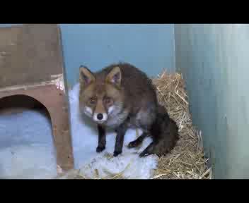 Cerveteri, volpe si intossica con i fumi di una stufa: salvata dalle Guardie zoofile
