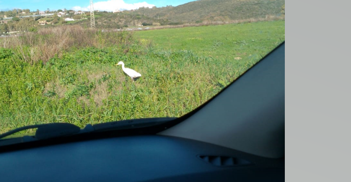 Santa Marinella, avvistato un airone a Prato del Mare
