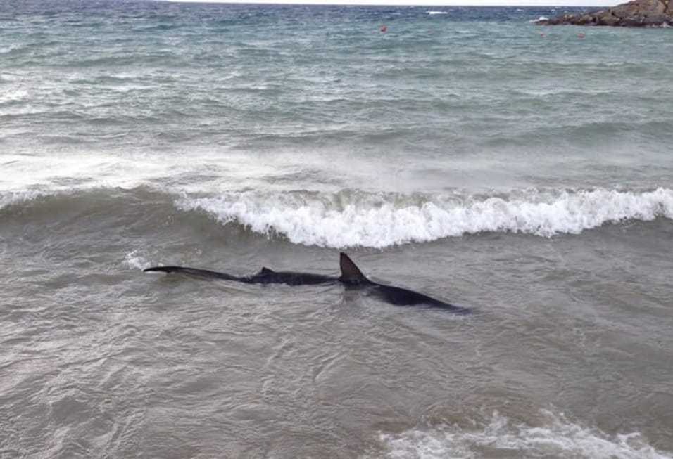 Ladispoli, avvistato uno squalo a Marina San Nicola