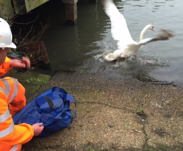 Fiumicino, cigno s’impiglia a un amo: liberato dalla Lipu