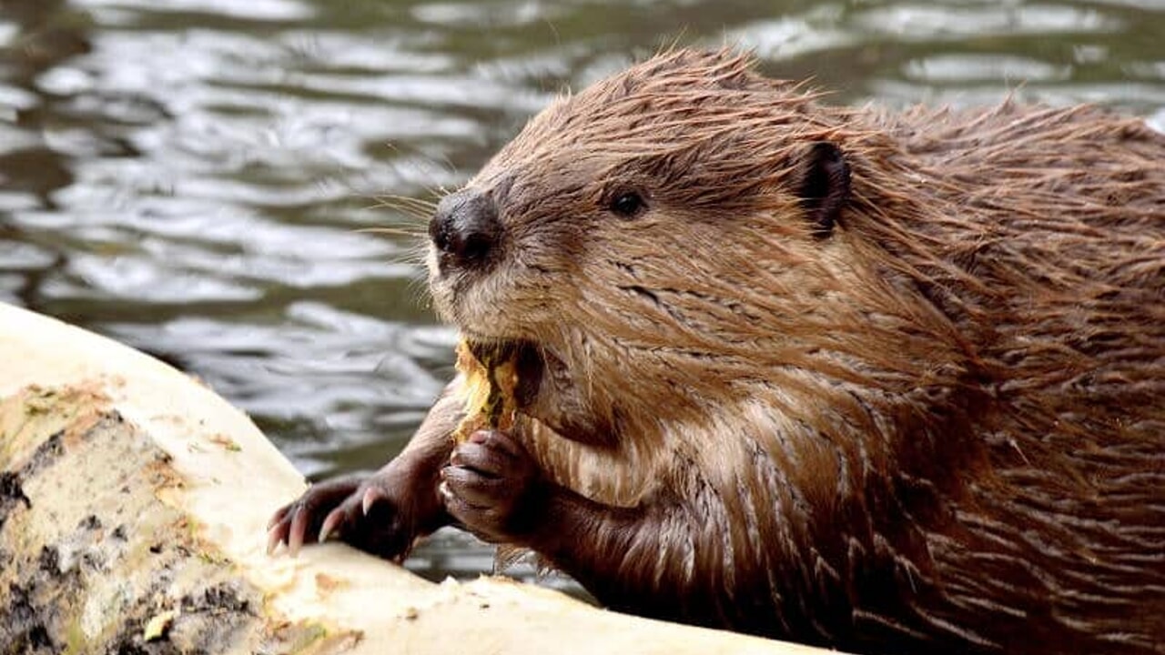 Dopo 500 anni torna il castoro sulle sponde del Tevere
