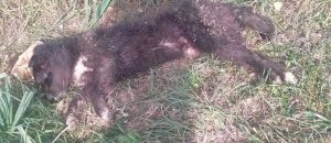 Civitavecchia, scempio a Santa Lucia: uccidono Lucky a fucilate