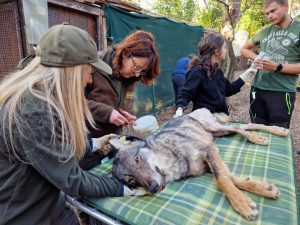 Rieti, giovane lupo ferito ad entrambi gli arti salvato dai volontari
