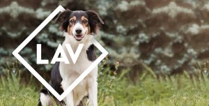 Viterbo – Trascinò cane con l’auto fino alla morte, al via il processo